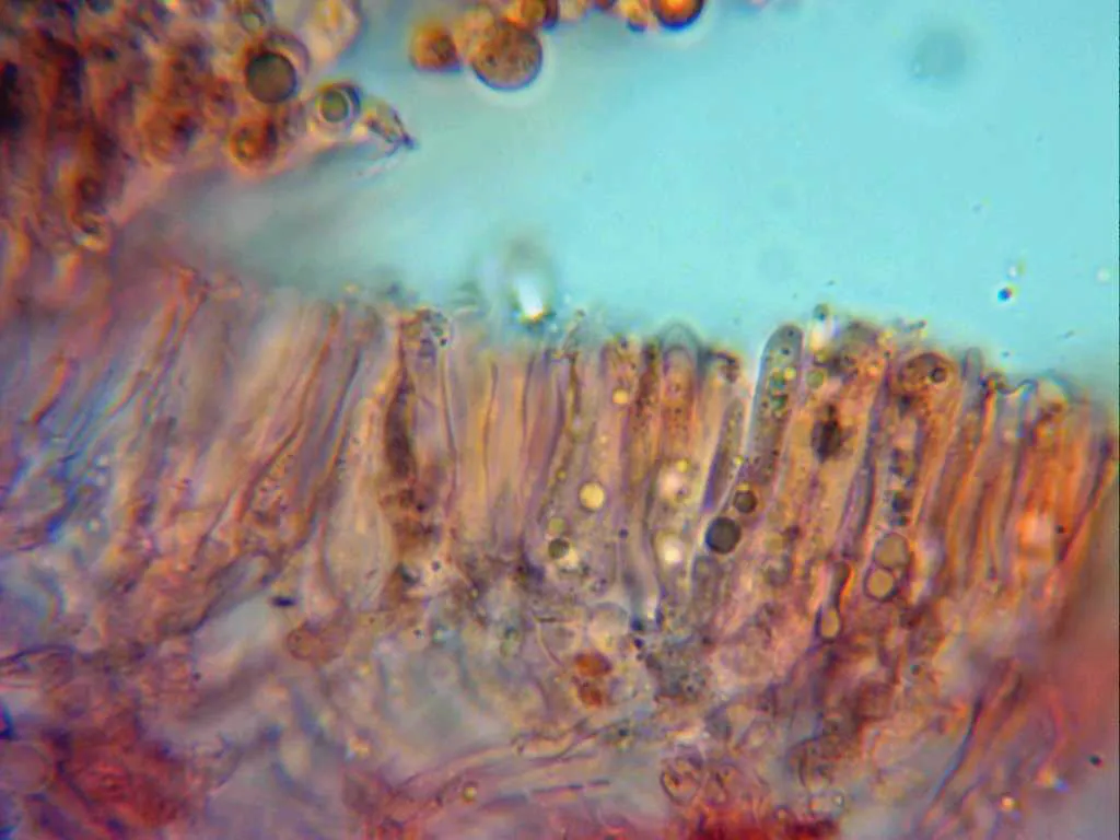 Microscopía de Marasmius epiphylloides - 10 - Himenio